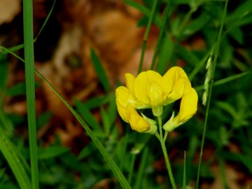 nei boschi dell''Etna - Lathyrus pratensis